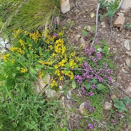 아파트 Irina - Milos *